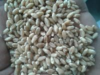 Soft Milling Wheat
