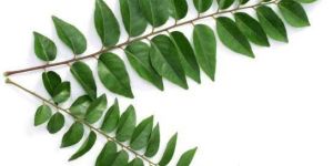Fresh Curry Leaves