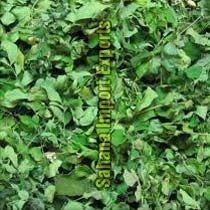 Moringa Dried Leaves