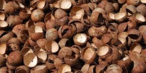 Coconut Shells