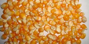Yellow Maize