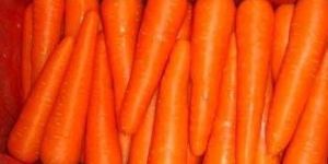 Carrot