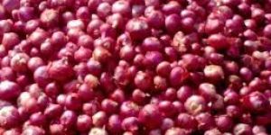 Fresh Red Onion
