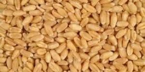 Wheat Seeds