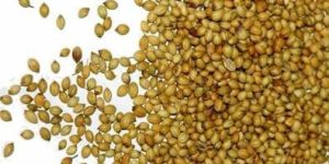 Coriander Seeds