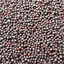 Black Mustard Seeds