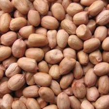 Groundnut Kernels