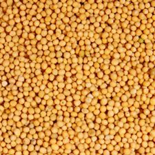 Yellow Mustard Seeds