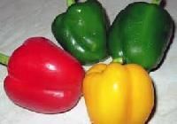 Fresh Capsicum
