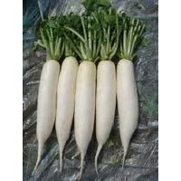 Fresh Radish