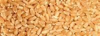 Certified Wheat Seed