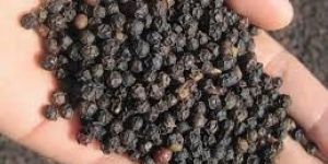 Black Pepper