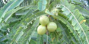 Gooseberry Herbal Extracts