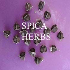 Moringa Seeds
