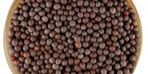 Mustard Seeds