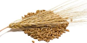 Barley Seeds