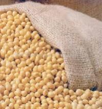 Soya Seeds