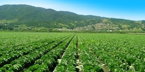 Agriculture Consultancy