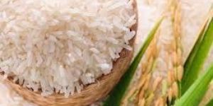 Non Basmati sella Rice broken under 5%