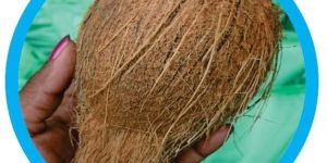 Fresh Mature Coconut