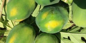 Papaya