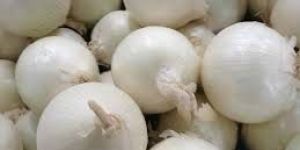White Onion
