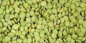 Green Lentils