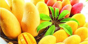 Fresh Mangoes