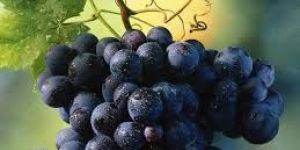 Fresh Black Grapes