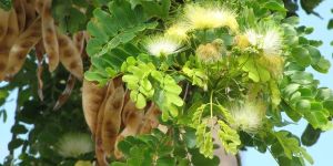 Albizia Lebbeck Plant
