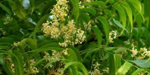 Azadirachta Indica Plant