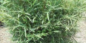 Variegated Bamboo Plant