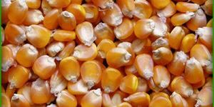 Yellow Maize Seeds
