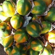 Fresh Papaya