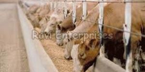 Cattle Feed