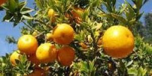 Paclobutrazol for Citrus