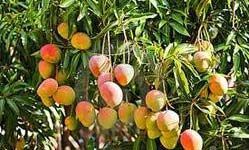 Paclobutrazol for Mangoes