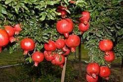 Paclobutrazol for Pomegranate Trees
