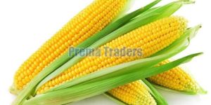 Yellow Whole Maize