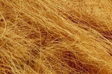 Coir Fiber