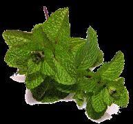 Mint Terpenes