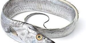 Ribbonfish