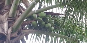 Fresh Green Tender Coconut