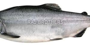 Frozen Salmon Fish