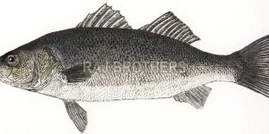 Frozen Sea Bass Fish