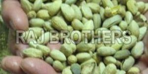 Neem Seeds