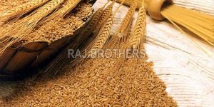 Wheat Seeds