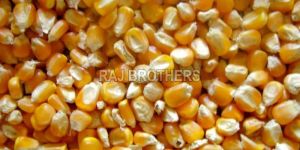 Yellow Corn Feed