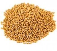 Mustard Seeds