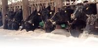 Animal Husbandry
